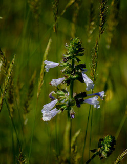 Salvia lyrata, Lyre-leaved Sage