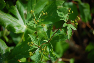 Sanicula gregaria, Clustered Snakeroot