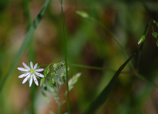 Stellaria graminea, Common Stitchwort