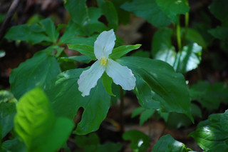 Trillium grandiflorum, Large- flowered Trilllium