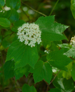 Viburnum acerifolium, Maple-leaved Viburnum