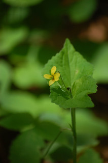 Viola pubescens, Downy Yellow Violet