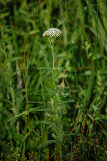 Achillea millefolium, Common Yarrow