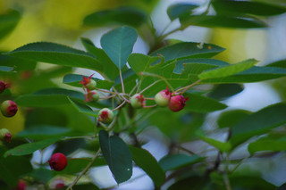 Amelanchier laevis, Smooth Serviceberry
