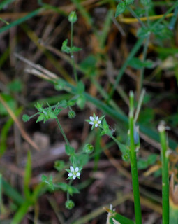 Arenaria serpyllifolia, Thyme-leaved Sandwort