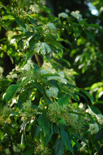 Cornus racemosa, Grey Dogwood