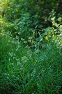 Dactylis glomerata, Orchard Grass