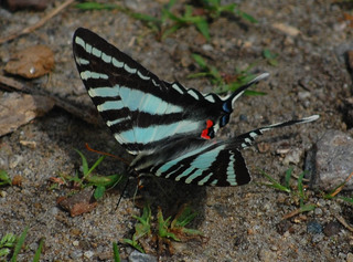 Eurytides marcellus, Zebra Swallowtail