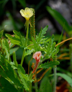 Oenothera laciniata, Cut-leaved Evening Primrose