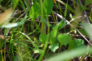 Packera anonyma, Appalachian Groundsel basal leaves