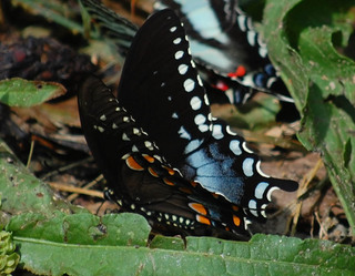 Papilio troilus, Spicebush Swallowtail