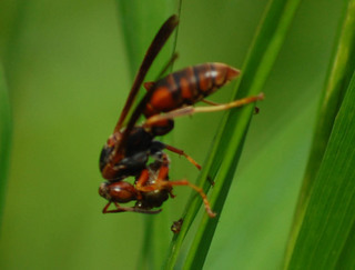 Polistes fuscatus, Female Paper Wasp eating an insect