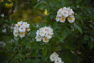 Rosa multiflora, Multiflora Rose