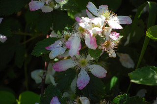 Rubus allegheniensis, Blackberry pink variety