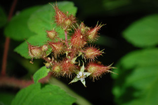 Rubus phoenicolasius, Wineberry