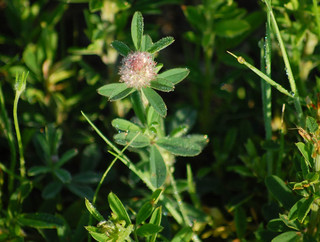 Trifolium arvense, Rabbit-foot clover