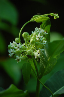 Asclepias variegata, White Milkweed