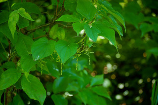 Dioscorea villosa, Wild Yam-root flower