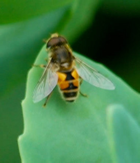 Eristalis arbustorum, Hover Fly