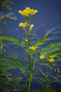 Oenothera tetragona, Common Sundrops