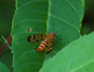 Panorpa helena, Scorpionfly Female
