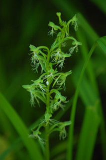 Platanthera lacera, Ragged Fringed Orchid