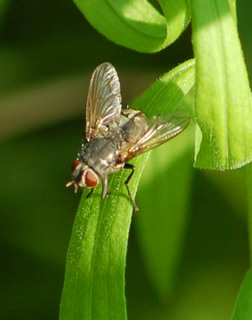 Pollenia rudis, Cluster Fly