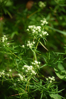 Pycnanthemum tenuifolium, Narrow-leaved Mountain Mint