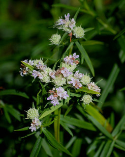 Pycnanthemum tenuifolium, Narrow-leaved Mountain Mint
