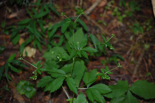 Sanicula trifoliata, Beaked Snakeroot