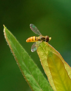 Toxomerus marginatus, Flower Fly female
