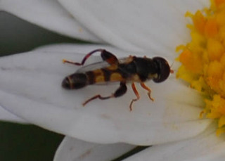 Xylota angustiventris, Flower Fly