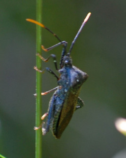 Acanthocephala terminalis, Coreid Bug