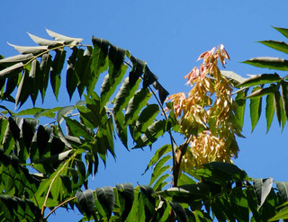 Ailanthus altissima, Tree-of-Heaven fruit