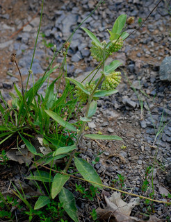 Asclepias viridiflora, Green Comet Milkweed