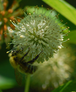 Bombus perplexus, Perplexing Bumble Bee