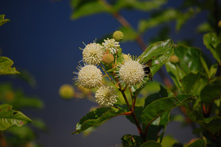 Cephalanthus occidentalis, Buttonbush