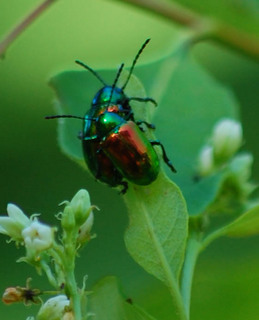 Chrysochus auratus, Dogbane beetle