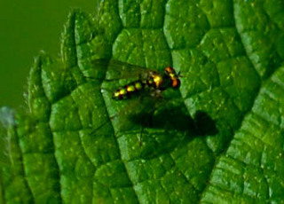 Condylostylus comatus, Long-legged Fly