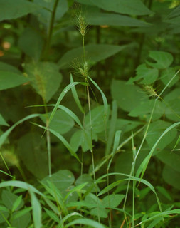 Elymus virginicus, Wild Rye