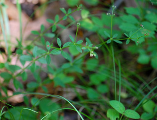 Galium latifolium, Purple Bedstraw