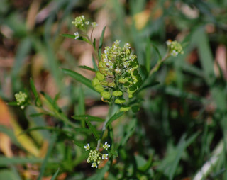 Lepidium virginicum, Wild Peppergrass