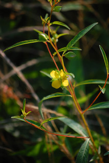 Ludwigia alternifolia, Seedbox