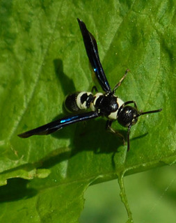 Pseudodynerus quadrisectus, Mason Wasp