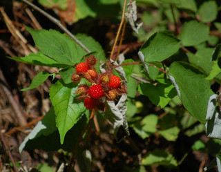 Rubus phoenicolasius, Wineberry Fruit