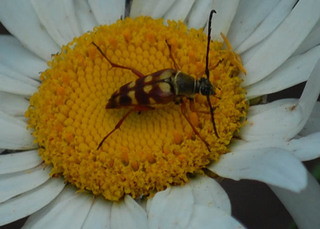 Typocerus velutinus, Flower Longhorn