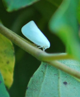 Anormenis chloris, Flatid Planthopper