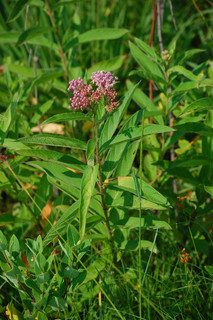 Asclepias incarnata, Swamp Milkweed
