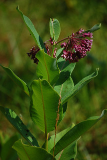 Asclepias purpurascens, Purple Milkweed