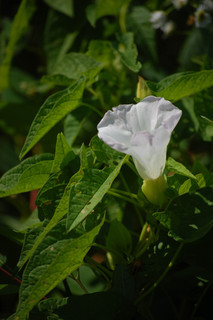 Calystegia sepium, Hedge Bindweed